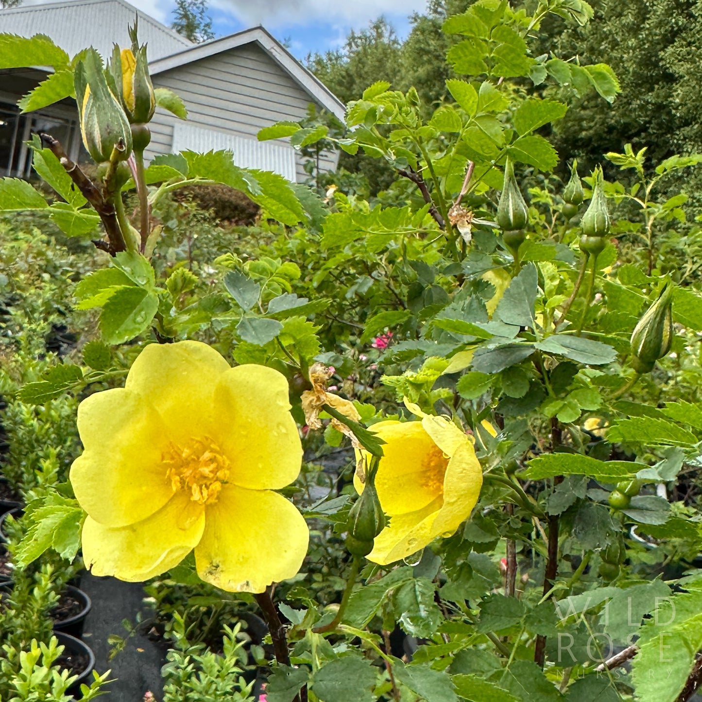 R. spinosissima lutea