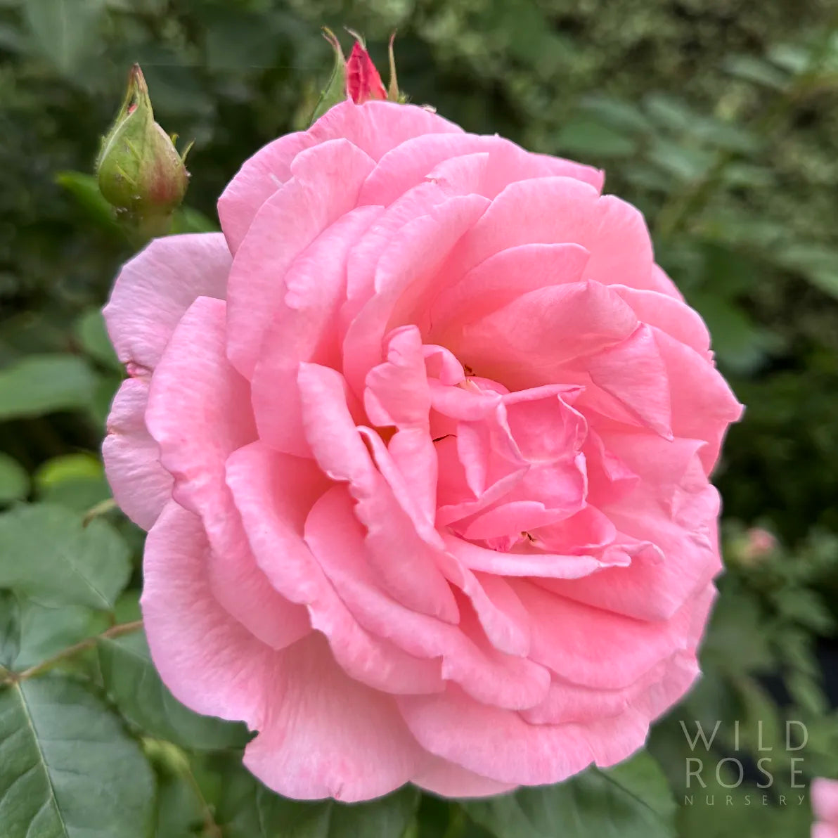 Pink rose with green leaves on a blurred natural background