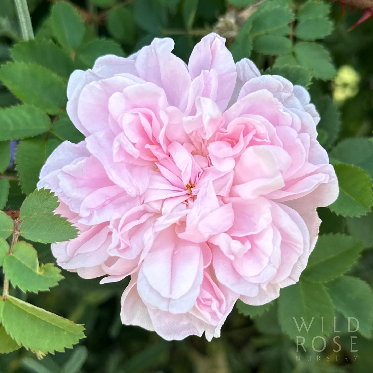 R. spinosissima ‘Stanwell Perpetual’