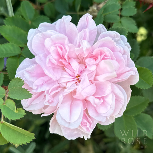 R. spinosissima ‘Stanwell Perpetual’