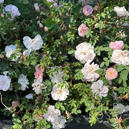 stanwell perpetual spinosissima damask species wild rose pink white button-eyed shrub