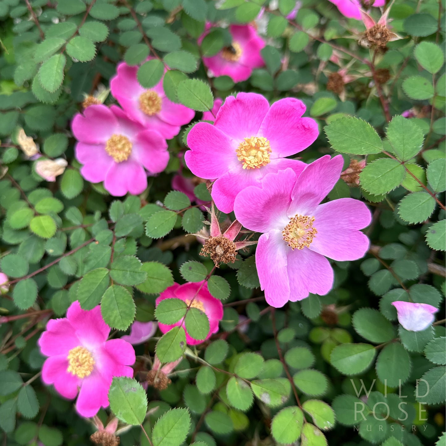 R. sweginzowii 'Macrocarpa'