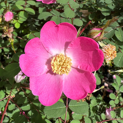 R. sweginzowii 'Macrocarpa'
