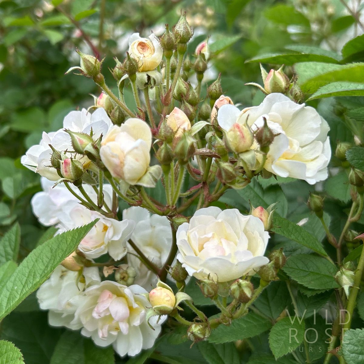 Tandrow Roses Tarrawarra – Wild Rose Nursery