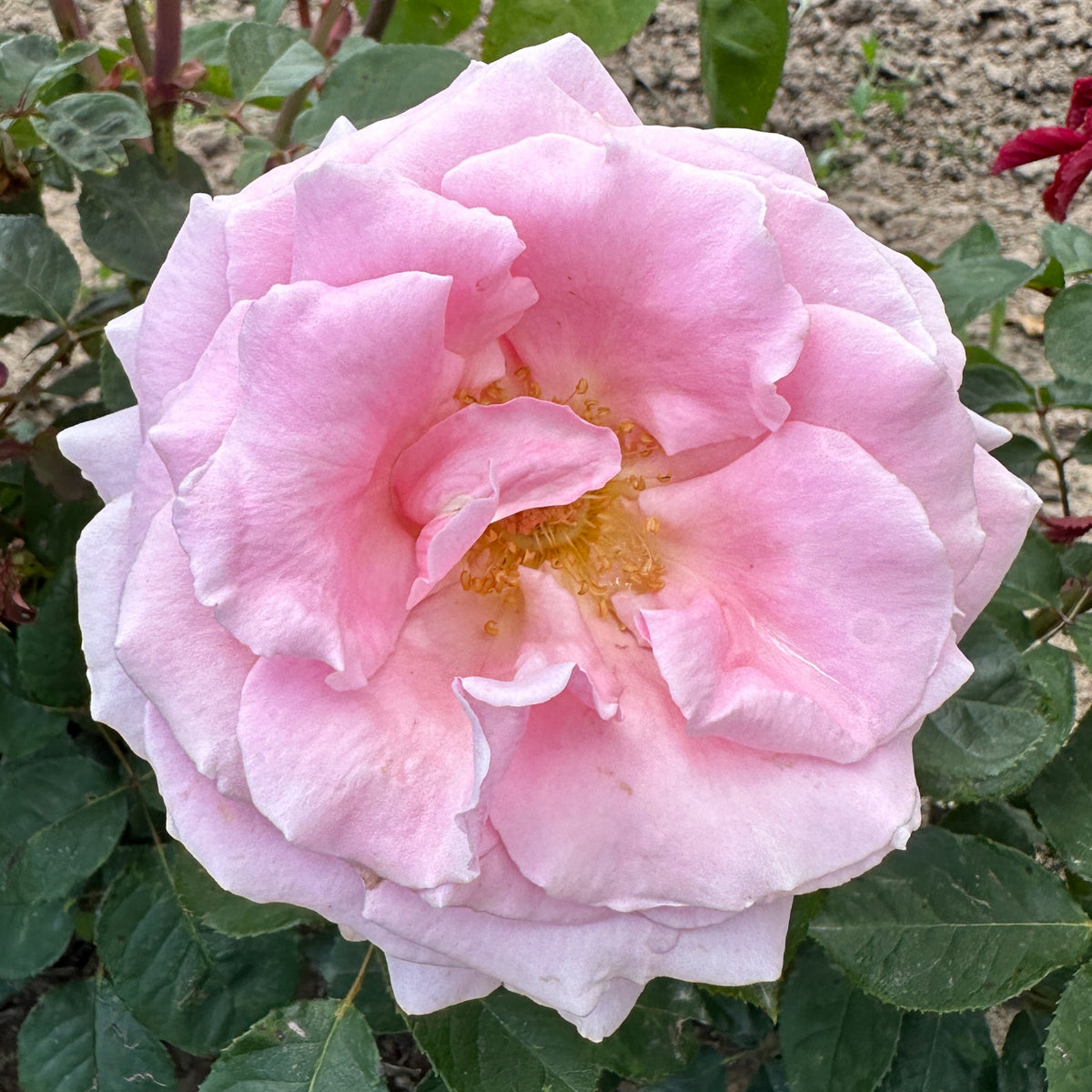 The Children's Rose – Wild Rose Nursery
