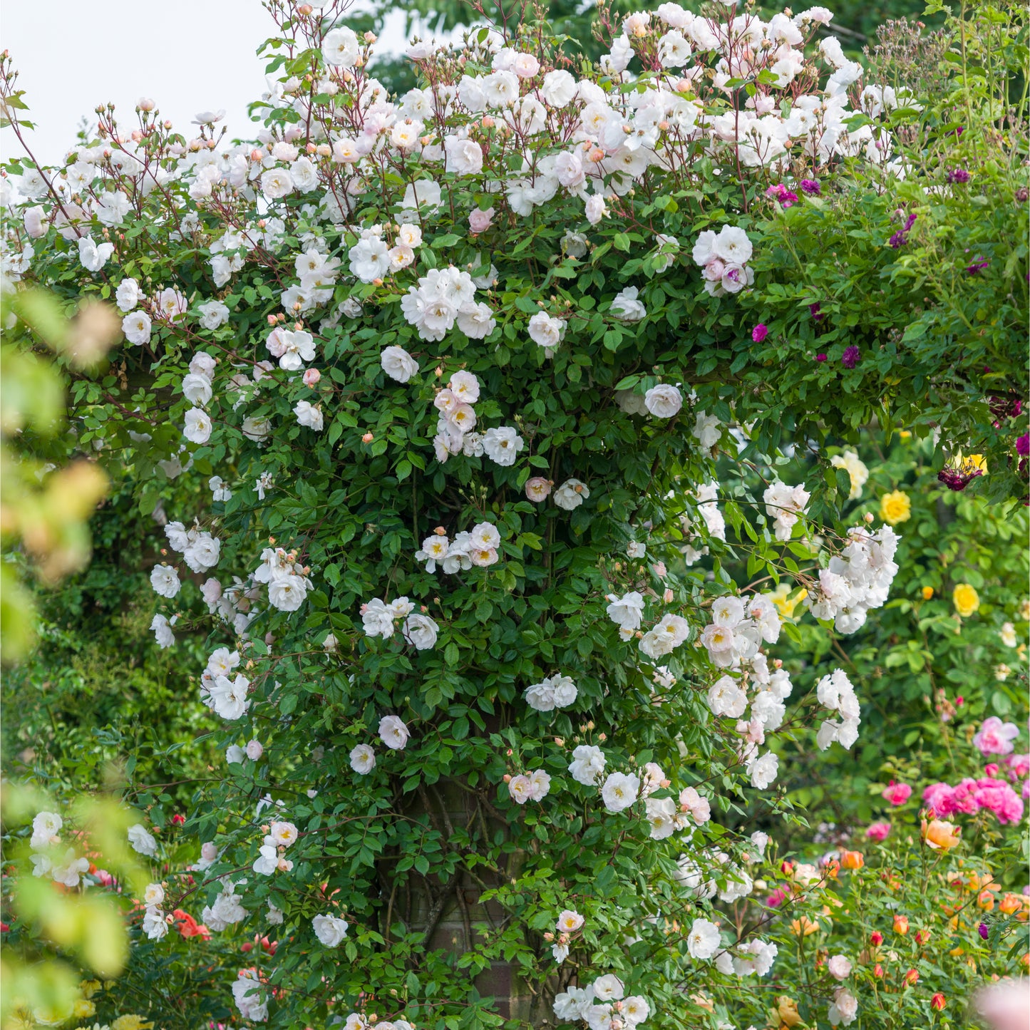 The Lady of the Lake