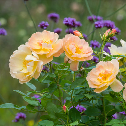 Yellow roses with green leaves and blurred purple flowers in the background