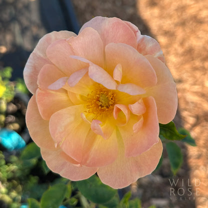 Close-up of a light pink rose with a blurred natural background