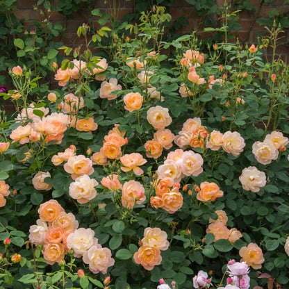 Bush of peach-colored roses with green leaves against a brick wall.