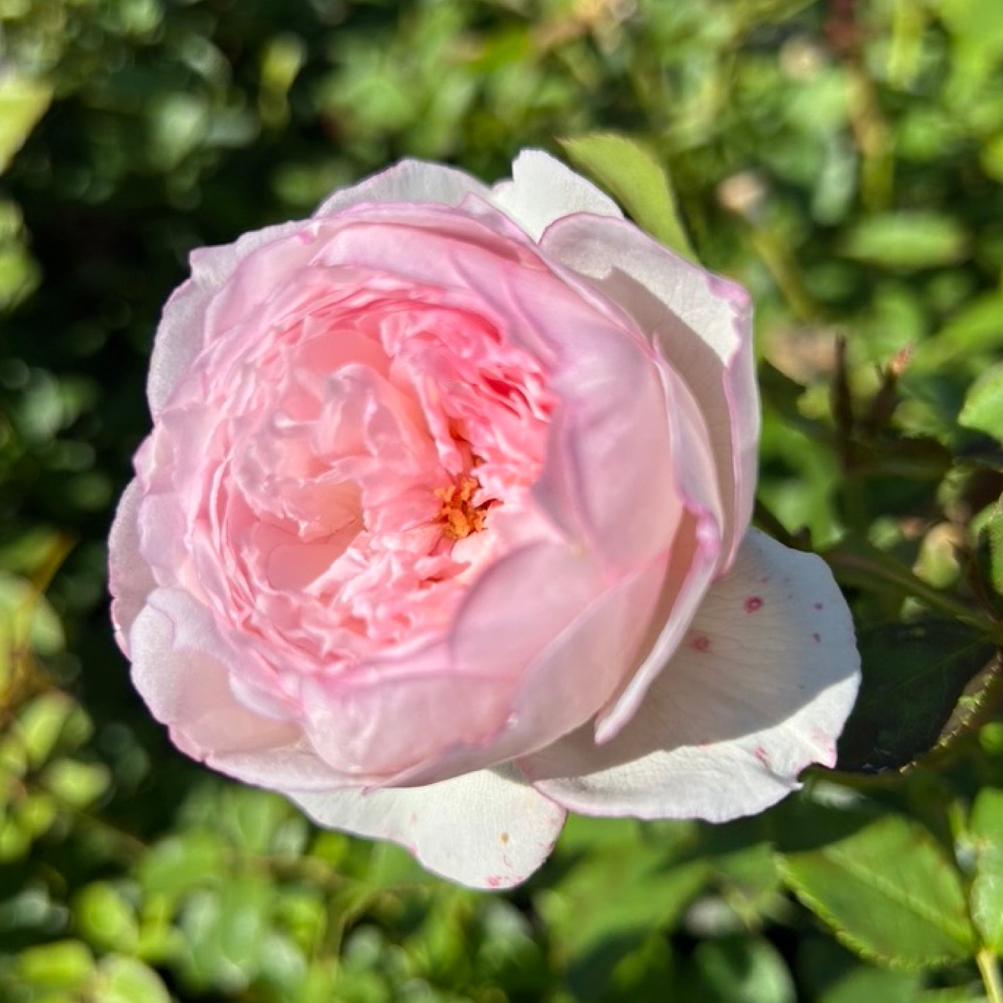 The Mill On The Floss