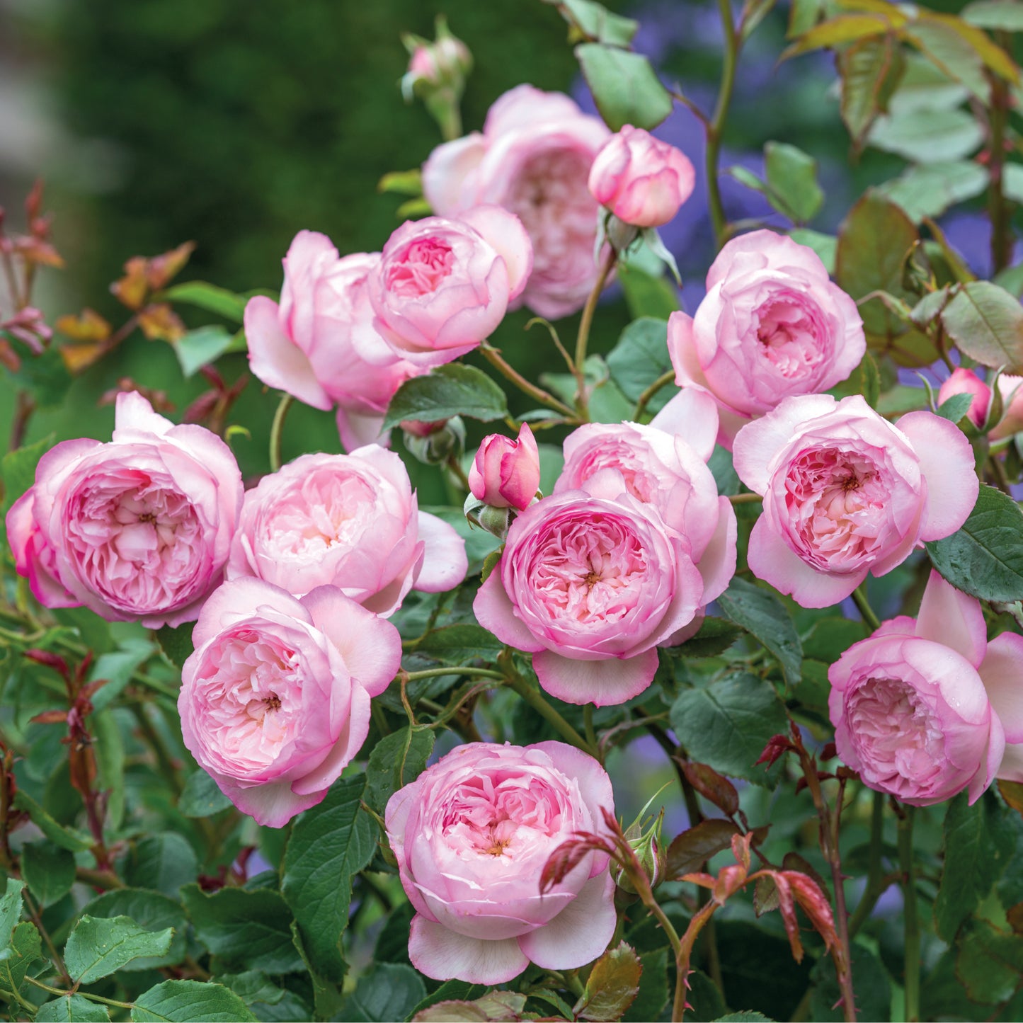 The Mill On The Floss