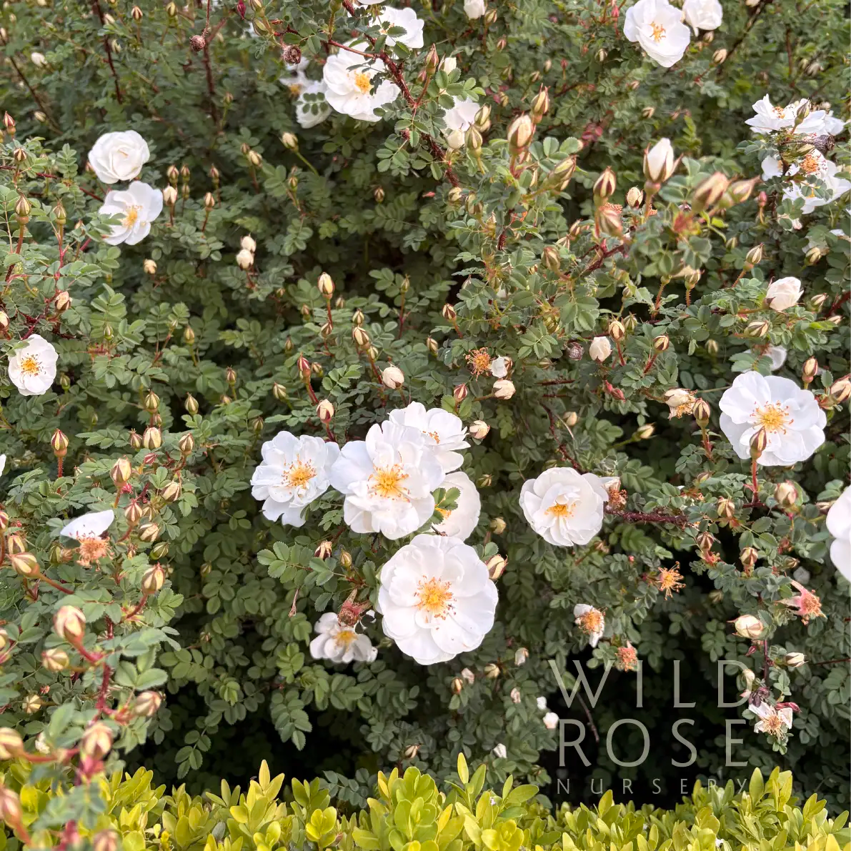 R. spinosissima ‘The Snowy River’