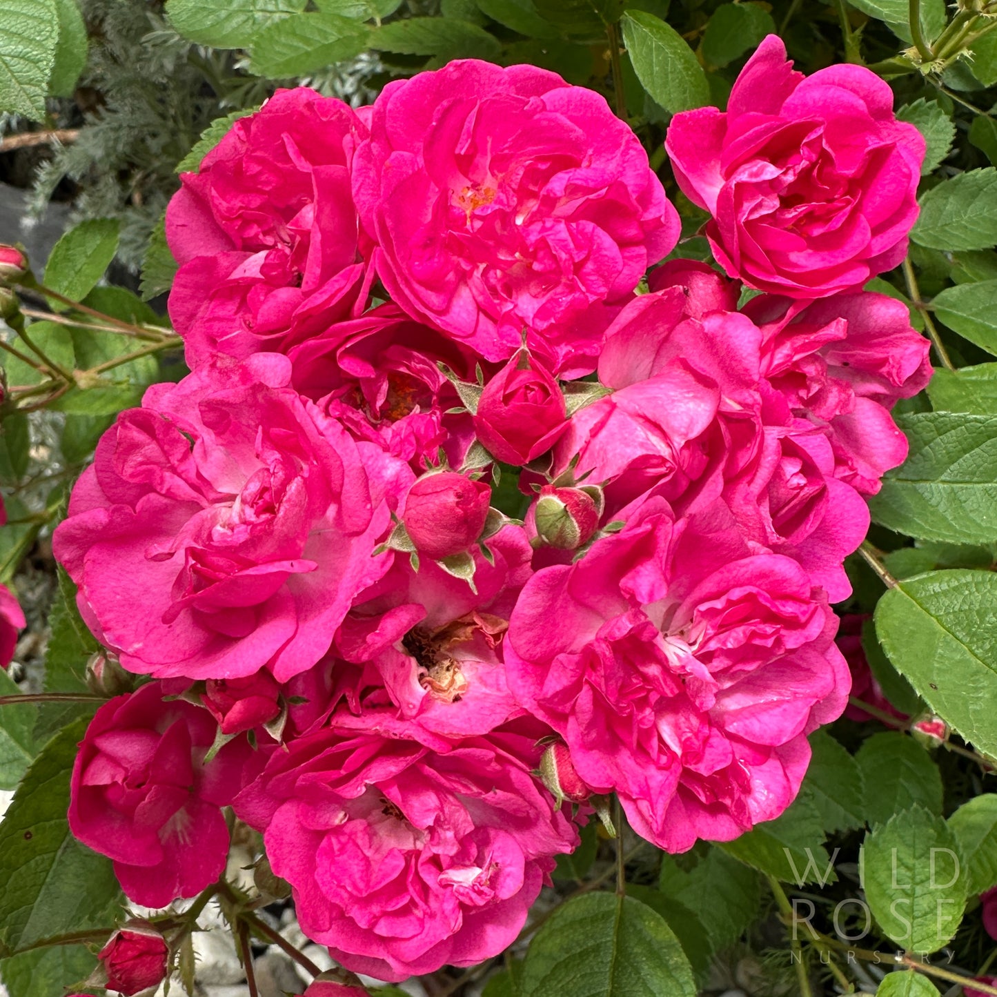 That Pretty Little Pink Thing