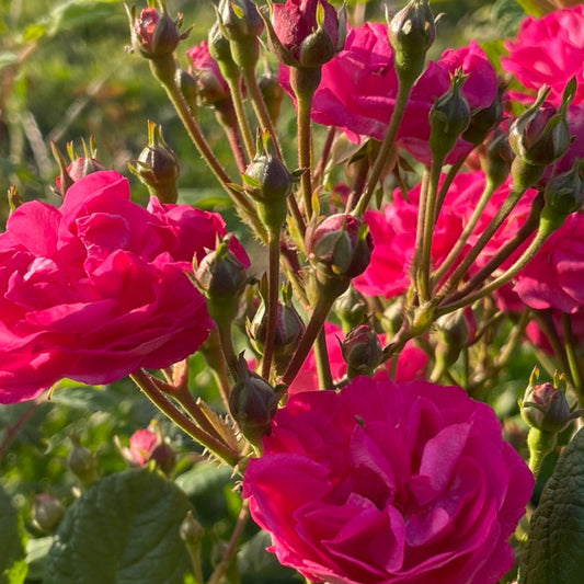 That Pretty Little Pink Thing