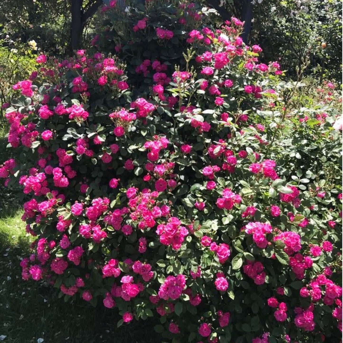 That Pretty Little Pink Thing