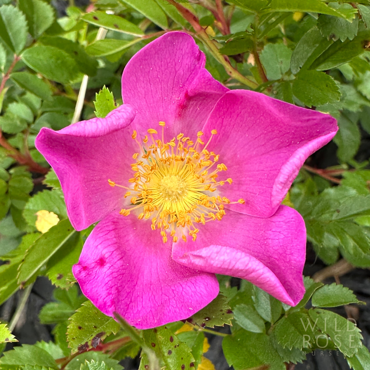 rosa virginiana species rose flower