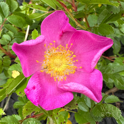 rosa virginiana species rose flower