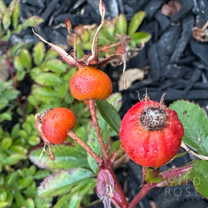 rosa virginiana species rose hips