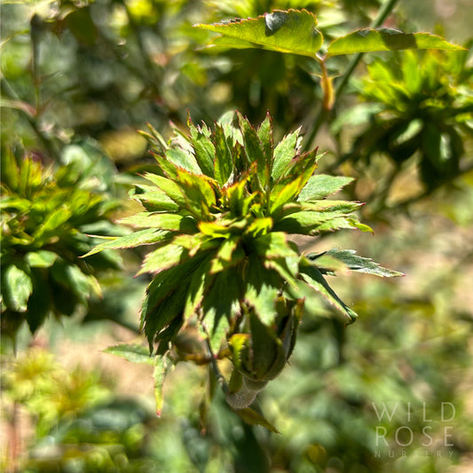 R. chinensis ‘Viridiflora'