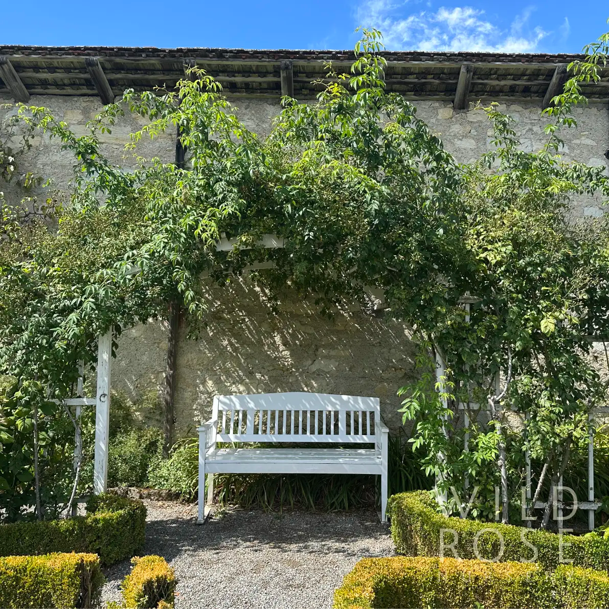 Wedding Day rambling rose on arbor with white bench beneath
