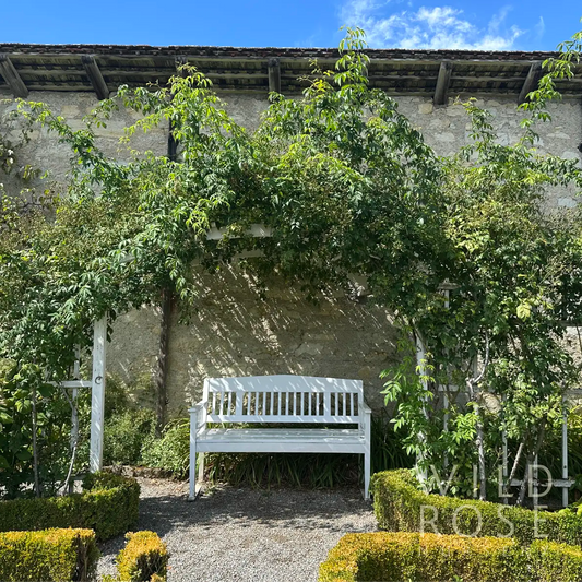Wedding Day rambling rose on arbor with white bench beneath