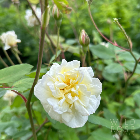 White Cécile Brunner