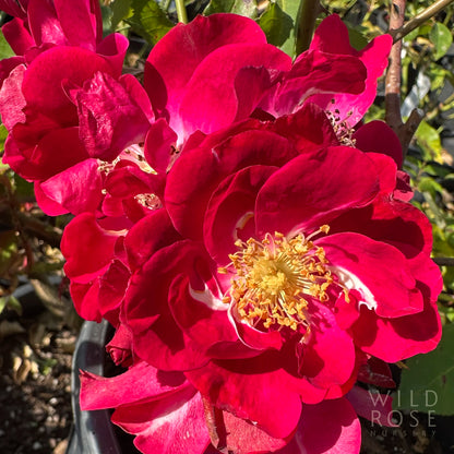 Close-up of vibrant red flowers with a blurred background