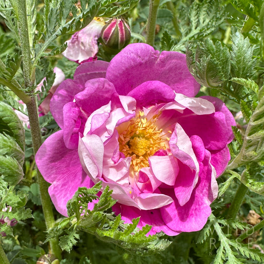 R. spinosissima 'William III'