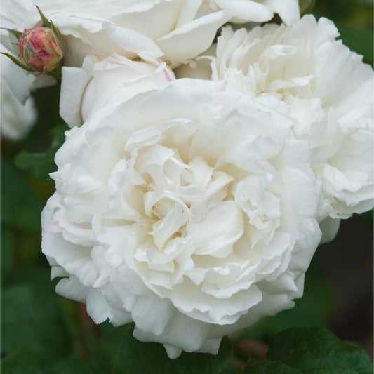 Winchester Cathedral