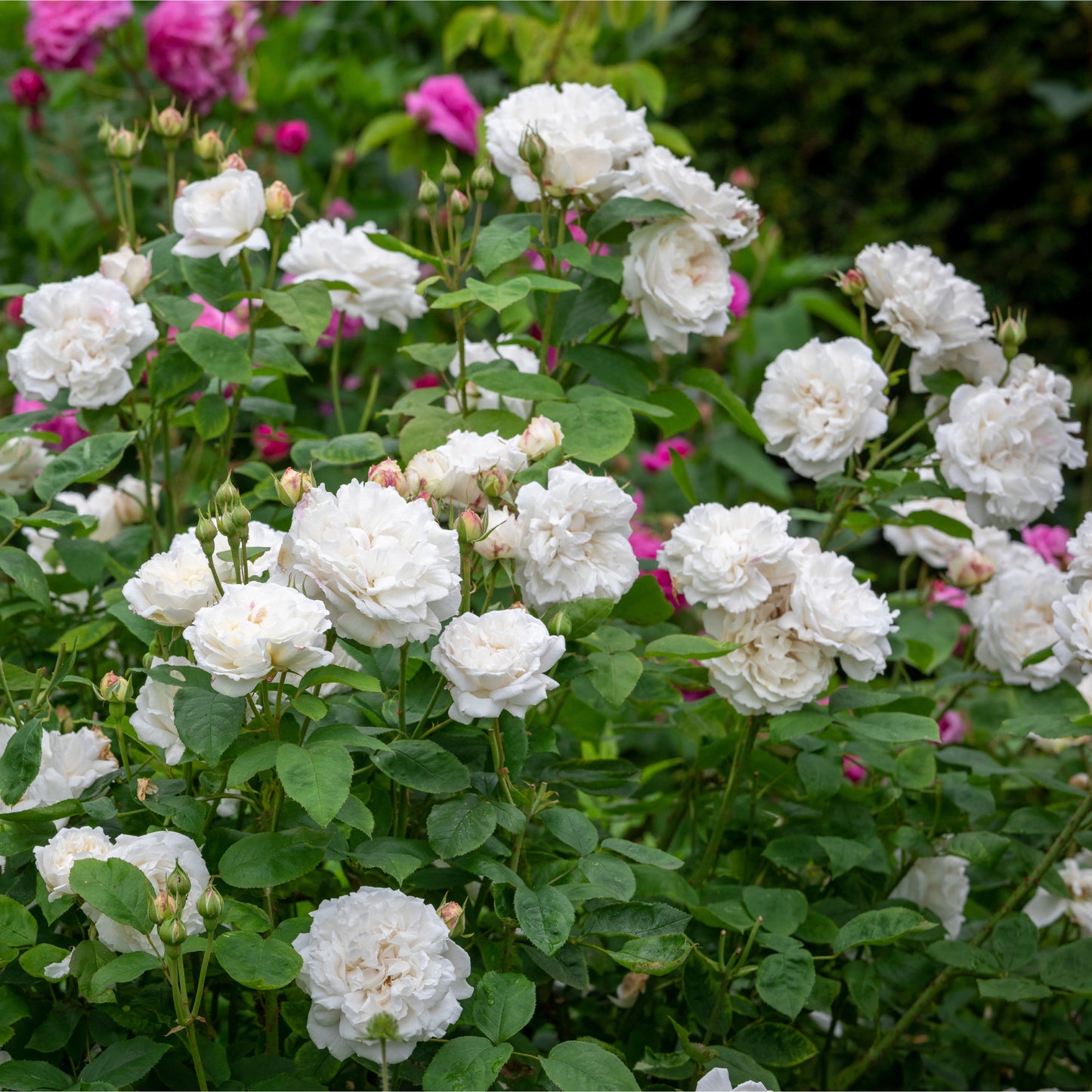 Winchester Cathedral