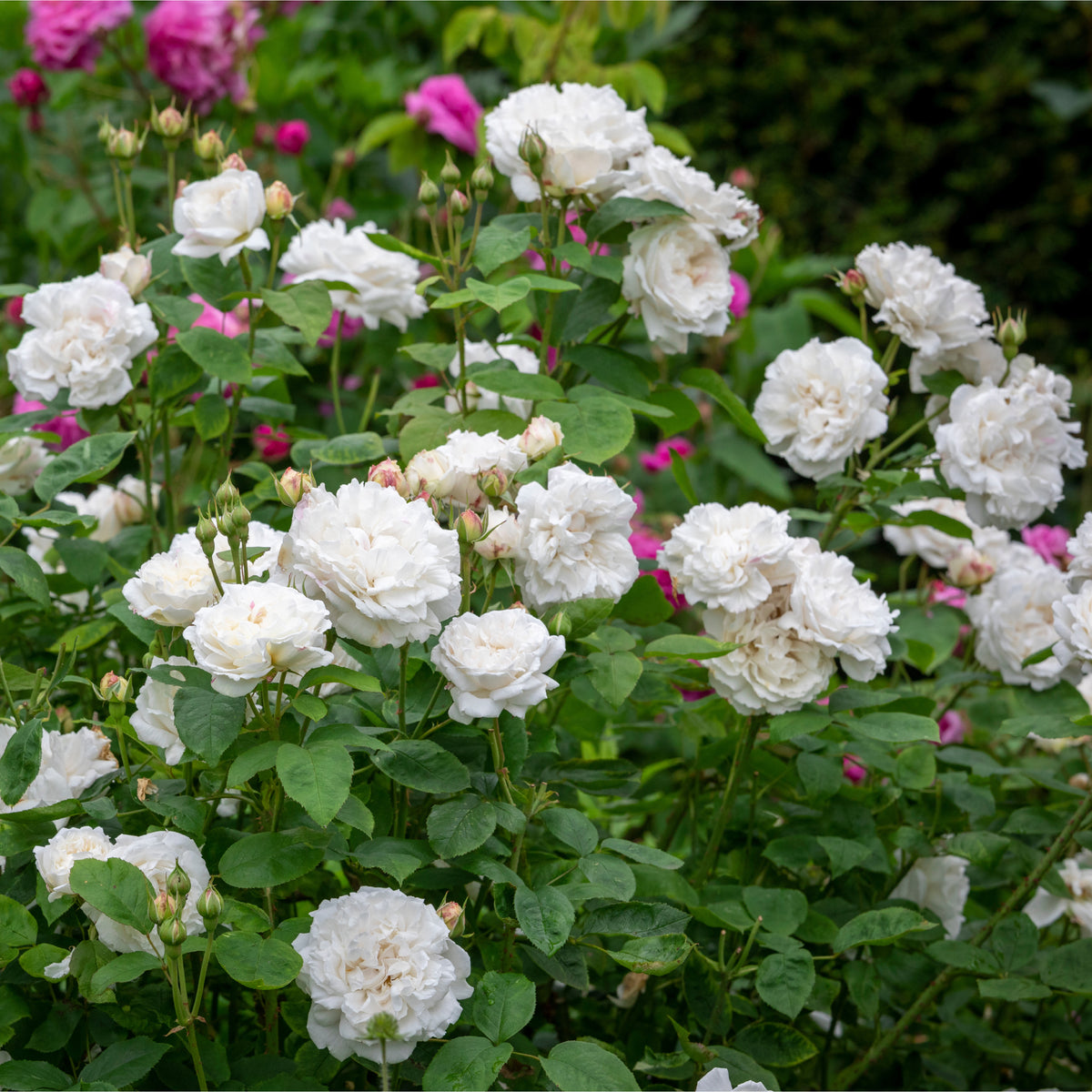 Winchester Cathedral – Wild Rose Nursery