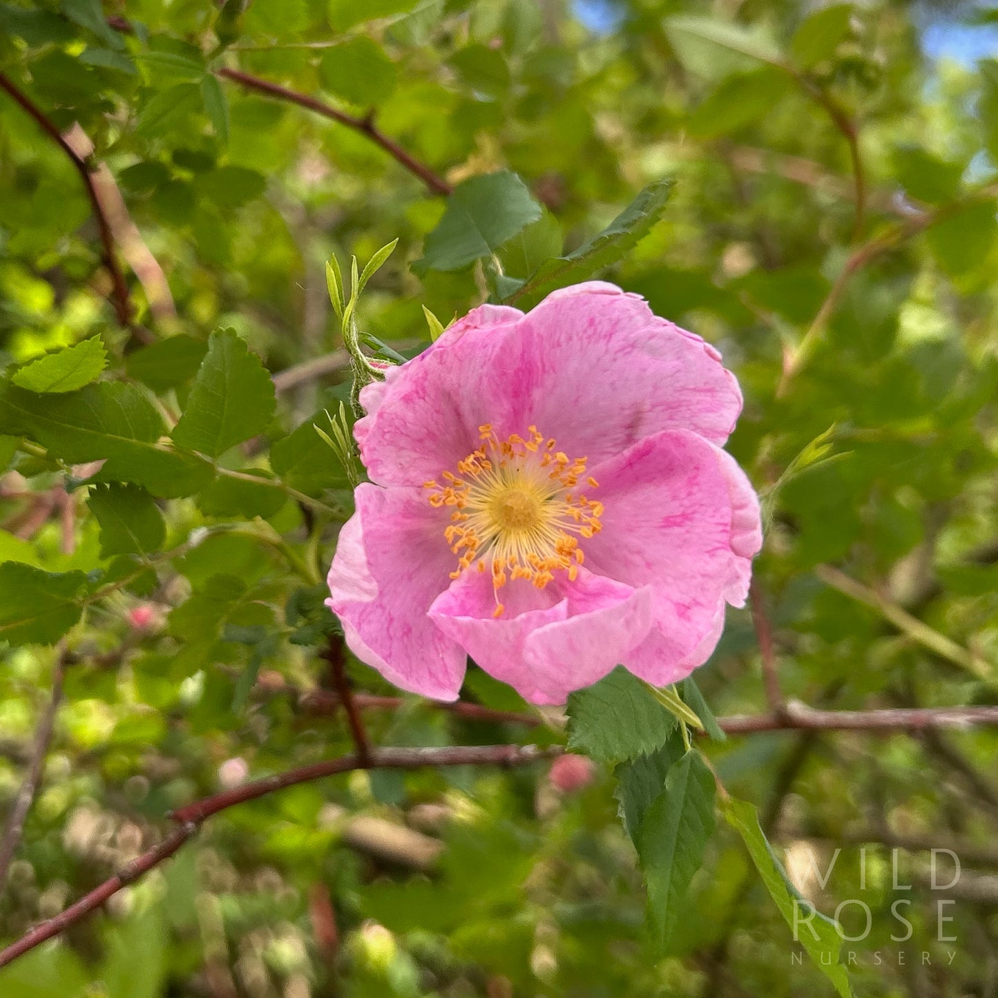 R. woodsii fendlerii